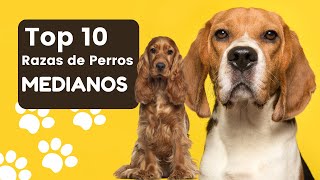 ¡Top 10 Razas de Perros Medianos Más Populares [upl. by Mccullough]