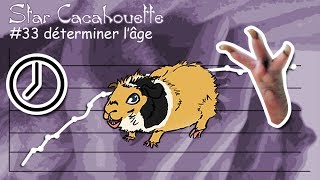 StarCacahouette 33 déterminer lâge dun cochon dInde [upl. by Francoise298]