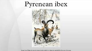 Pyrenean ibex [upl. by Enailuj488]