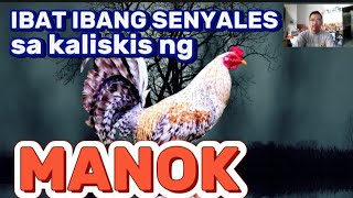 IBAT IBANG SENYALES SA KALISKIS NG MANOK ChickTastic [upl. by Neimad]