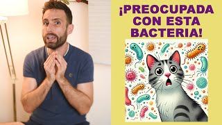 ¿Qué es la infección bacteriana de Staphylococcus aureus en gatos [upl. by Mezoff805]