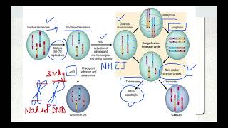 Molecular Basis of Cancer Part 3 Telomeres [upl. by Luce]