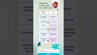 Amniotic fluid leakvs urine leak [upl. by Alysoun]