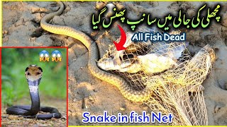 Machali Ke Net Mein Sanmp Phans Gaya  Snake In Fish Net  Fishing  Status Lines  Mangla Dam [upl. by Ffoeg]