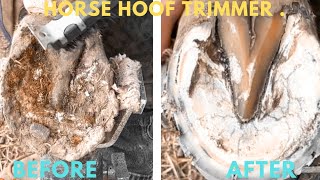 Super Clean Hoof Trim Horse Hoof Hooves Trimming Asmr [upl. by Bleier]