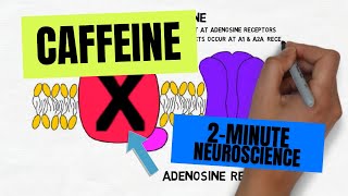 2Minute Neuroscience Caffeine [upl. by Kurth]