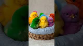 Colorful chicks chirpingBaby chicken colorfulchick cuteanimals birds youtubeshorts [upl. by Ertemed337]