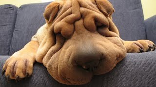 Funny Shar Pei Compilation 2020  Best Dog Videos [upl. by Mark]