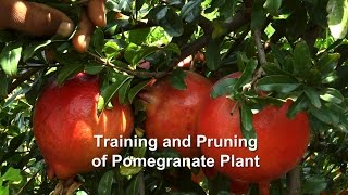 Training and Pruning of Pomegranate Plant [upl. by Chin]