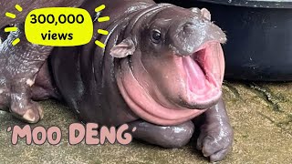 Moo Deng Hippo Compilation from Birth to Viral Sensation moodeng หมูเด้ง [upl. by Aesoh188]