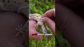 Por qué no deberías quitar la piel de los geckos 🦎😨🤨 [upl. by Lorie33]