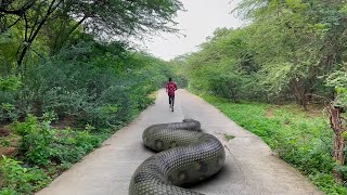 Biggest Snake Ever Found in Real Life HD Video TB FILMS [upl. by Aita]