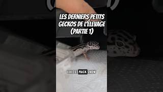 Part1Comment vont mes derniers petits geckos  geckoleopard terrario gecko reptiles [upl. by Irvine740]