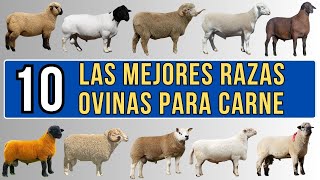 10 mejores razas ovinas para carne del mundo [upl. by Chic453]