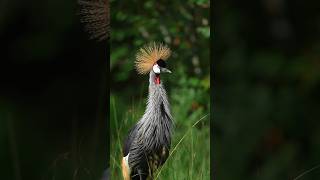 सोचिए अगर आपके दिन की शुरुआत ऐसे हो तो 🤩shortswildlifewildanimalswildlifephotographyanimals [upl. by Ialda]