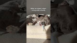 What its like living with Staffies 😂 staffy americanbully yourdog [upl. by Esilehc144]