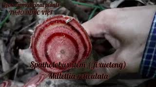 Spatholobus stem Millettia reticulata [upl. by Talanian]