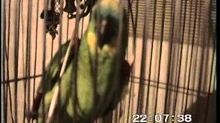 deze papegaai praat echt  this parrot really talks [upl. by Ahker]