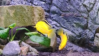 Electric Yellow Cichlid Dominance Dance  Shorts [upl. by Fenella]