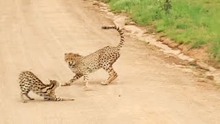 Serval vs Cheetahs [upl. by Alien]