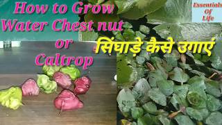 Grow Water Caltrop  Essentials Of Life  10 February 2019 [upl. by Dielle121]