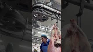 Modern sheep conveyor slaughterhouse [upl. by Jephum]