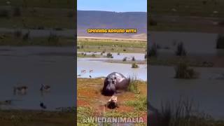 Hyena vs Hippo The Ultimate Survival Showdown [upl. by Ash]