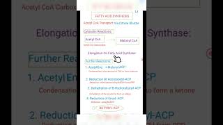 Fatty Acid Synthesis Part 1 [upl. by Marcoux]