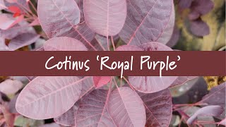 Cotinus Royal Purple at Prides Corner Farms [upl. by Hannibal89]