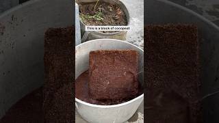 Gardening basics Using cocopeat soilmix terracegarden soil cocopeat shortsindia gardening [upl. by Halian]