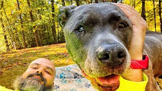 Making the Tough Choice to Euthanize My Senior Pitbull Xandyr and the Emotional Cost [upl. by Idrahs]