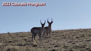 Big Antelope Bucks in Colorado [upl. by Mehetabel529]