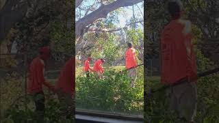 Tree coming down after Hurricane Milton 🌀 damage made it lean [upl. by Bacchus661]