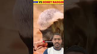 Honey Badger vs Lion 😱 ytshort shorts animals [upl. by Mitzl873]