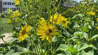 Cup Plant Silphium perfoliatum Plant Profile [upl. by Hnirt931]