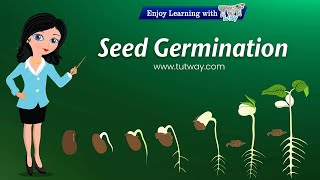 How do SEEDS Grow Seed Germination For Kids  Facts For Kids [upl. by Attennyl647]