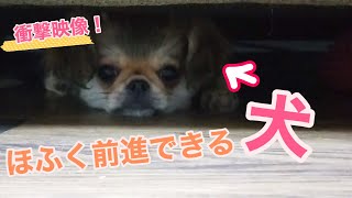 【レア映像】ペキチワ子犬 ほふく前進がかわいすぎる Rare moment quotPekingese Chihuahua mix puppy crawling under the couchquot [upl. by Ahsyla]