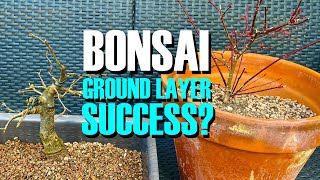 Bonsai Ground Layer Success [upl. by Strohbehn]