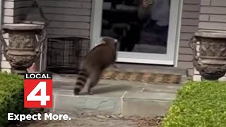 Rabid raccoon terrorizes neighborhood in Troy [upl. by Analah8]