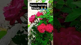 relaxing nature meditationmusic rosegrowthing shotrs [upl. by Adal]