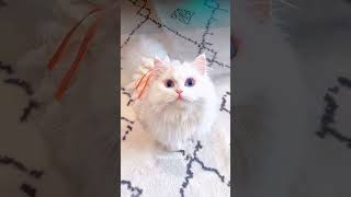 Cutest Cats Ever 😻  Adorable Cat Moments to Brighten Your Day  HappyTailsTV shorts cutecats [upl. by Hepsiba]