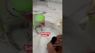 Roti khani hai mithu ko  parrot pabloparrot comedy funny talkingparrot parrotfood parrotlet [upl. by Herzel]