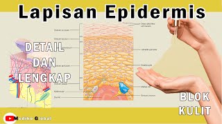 Lapisan Epidermis Kulit  Anatomi dan Fungsi Kulit  Sistem Intergumen 1 [upl. by Sammer]