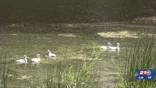 Sunriver Nature Center and Observatory welcomes five baby trumpeter swans [upl. by Medea488]