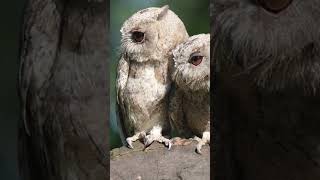 Indian Scops Owl Bird Of Nepal Birds Of India Subcontinent Cute Owl Birds [upl. by Pillyhp]