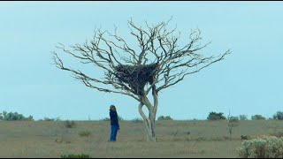 Nullarbor Wedgetailed Eagle Nest [upl. by Sirrep]