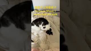 Miaomiao the cat doesn’t let me fold the quilt喵喵要被子cat 猫 [upl. by Llered411]