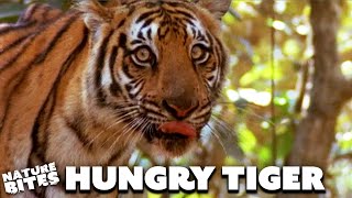 Hungry Sundarbans Tiger Smells Cameraman  Swamp Tigers  Nature Bites [upl. by Ardeth]