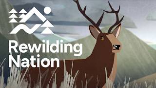 Scotland The worlds first Rewilding Nation [upl. by Wallack]