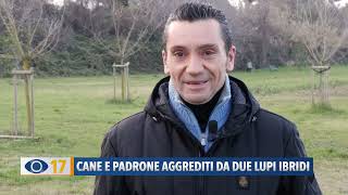 Cane e padrone aggrediti da due lupi ibridi [upl. by Farlee399]